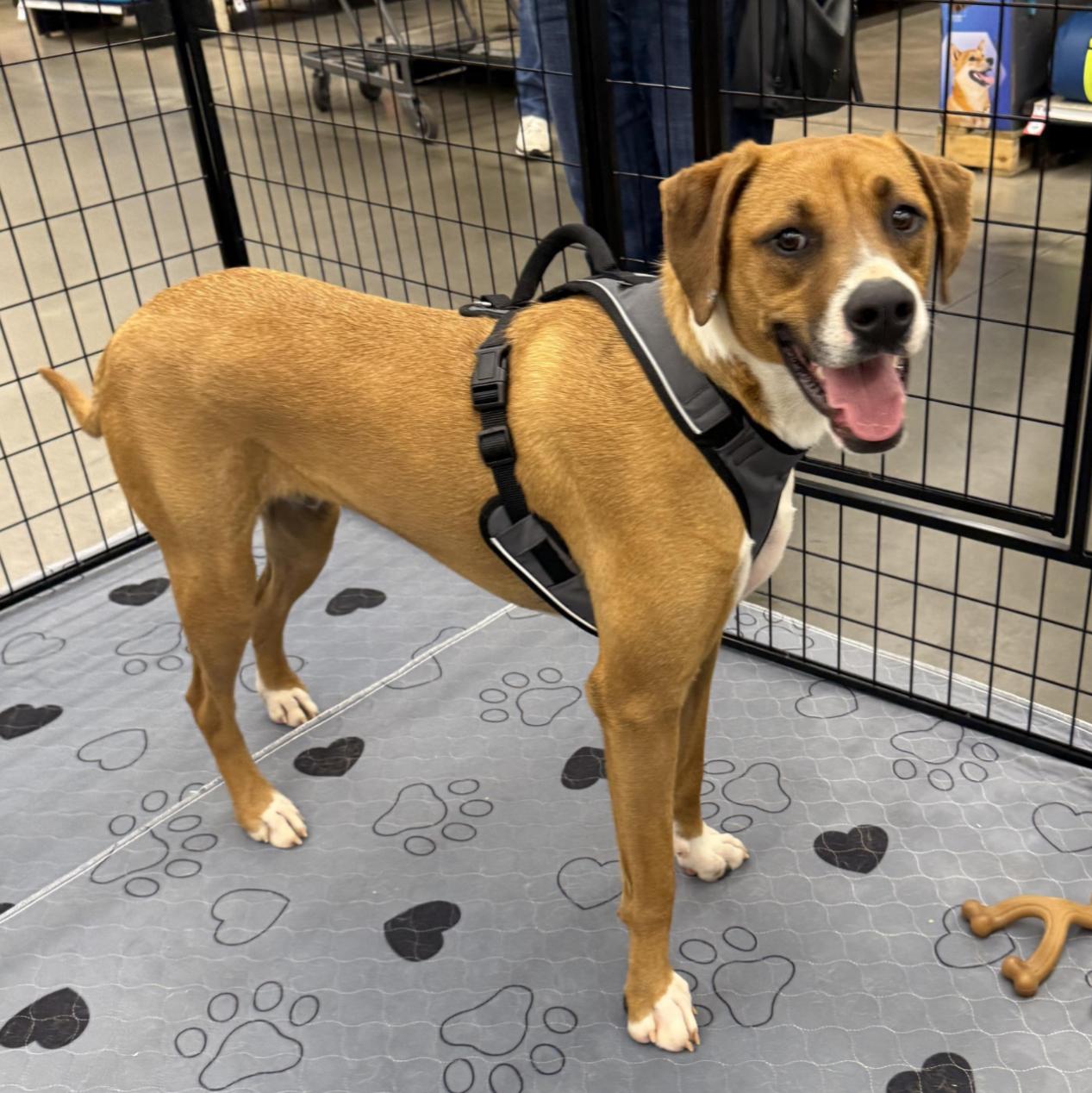 Mistletoe, a Adoptable mixed breed in Kings Mountain, NC image 1/5