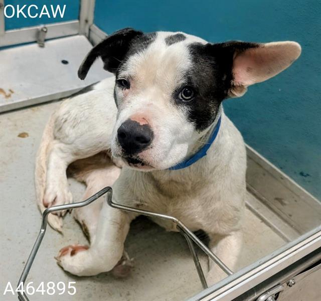 Enlarge OTIS, a Adoptable mixed breed in Oklahoma City, OK image 1/1
