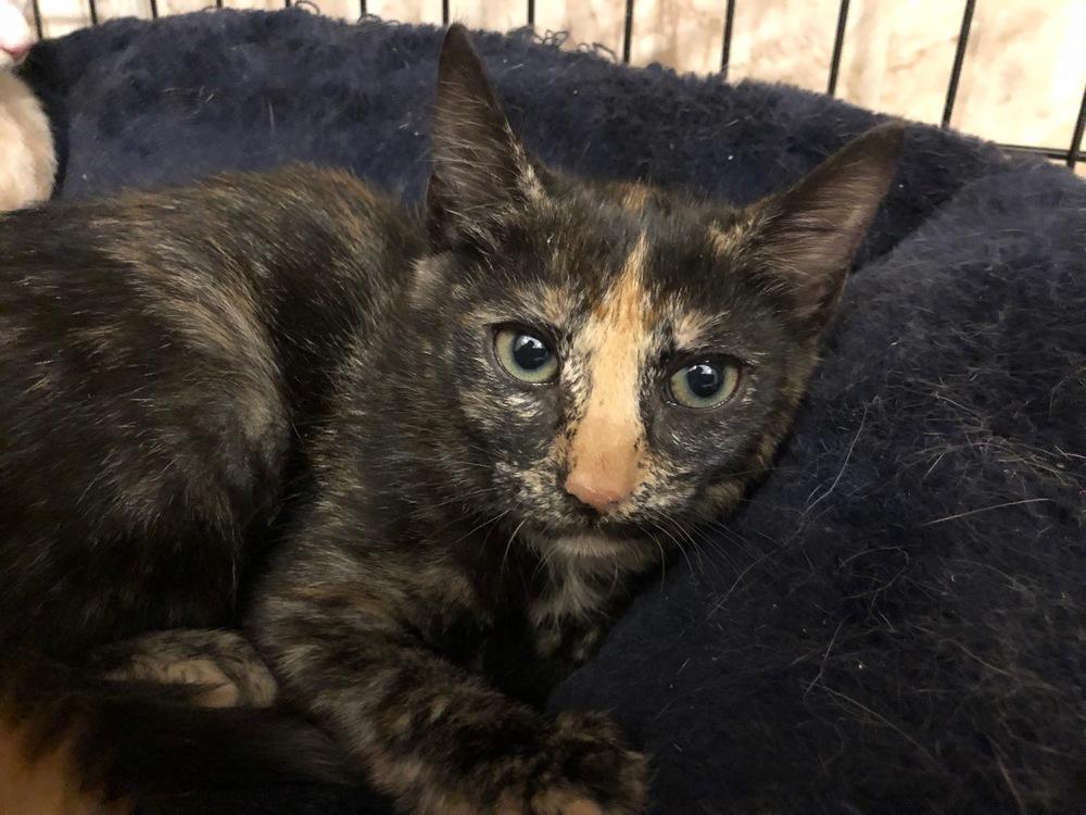 Coco, Adopted, Kitten Female Domestic Short Hair.