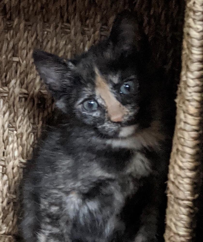 Enlarge Coco, a Adopted mixed breed in Huntington, NY image 2/2