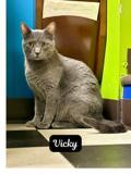 Enlarge Vicky, an adopted Russian Blue in Monticello, IL image 2/2