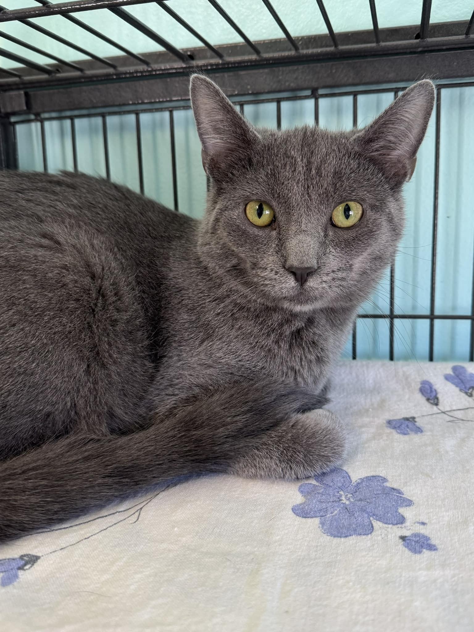 Vicky, an adoptable Russian Blue in Monticello, IL_image-1