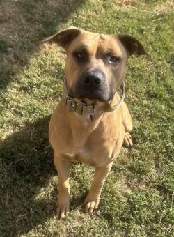 Wayne, Adoptable, Adult Male Staffordshire Bull Terrier.
