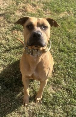 Enlarge Wayne, a Adoptable mixed breed in Siloam Springs, AR image 5/5