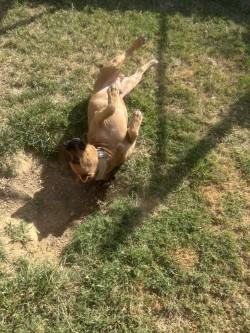 Enlarge Wayne, a Adoptable mixed breed in Siloam Springs, AR image 3/5