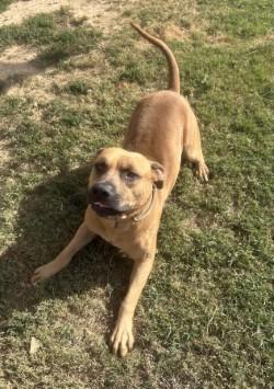 Enlarge Wayne, a Adoptable mixed breed in Siloam Springs, AR image 2/5