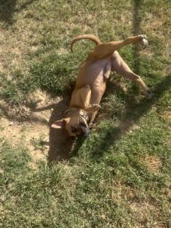 Enlarge Wayne, a Adoptable mixed breed in Siloam Springs, AR image 4/5