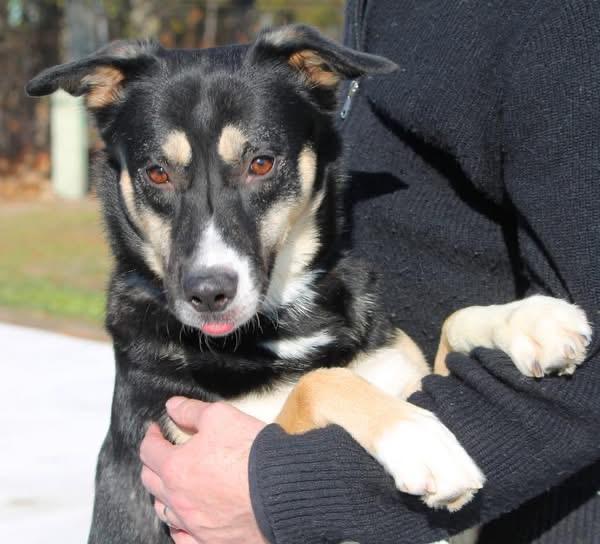 Enlarge SNICKERS (NEW PROFILE INFO), a ADOPTABLE mixed breed in Wyandotte, MI image 4/4