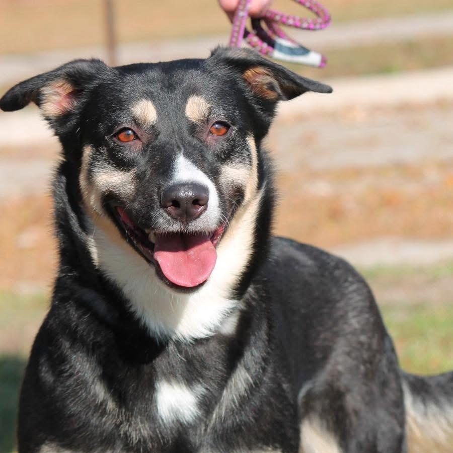 Enlarge SNICKERS (NEW PROFILE INFO), a ADOPTABLE mixed breed in Wyandotte, MI image 2/4