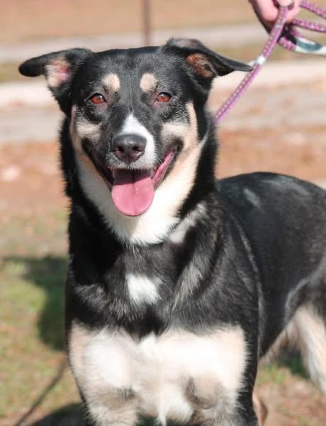 Enlarge SNICKERS (NEW PROFILE INFO), a ADOPTABLE mixed breed in Wyandotte, MI image 3/4