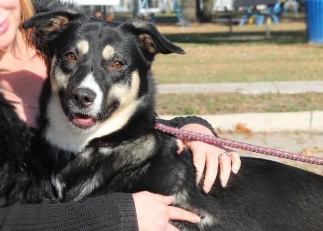 Enlarge SNICKERS (NEW PROFILE INFO), a ADOPTABLE mixed breed in Wyandotte, MI image 1/4