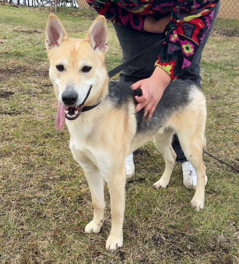 Timber, ADOPTABLE, Young Male Husky & Shepherd.