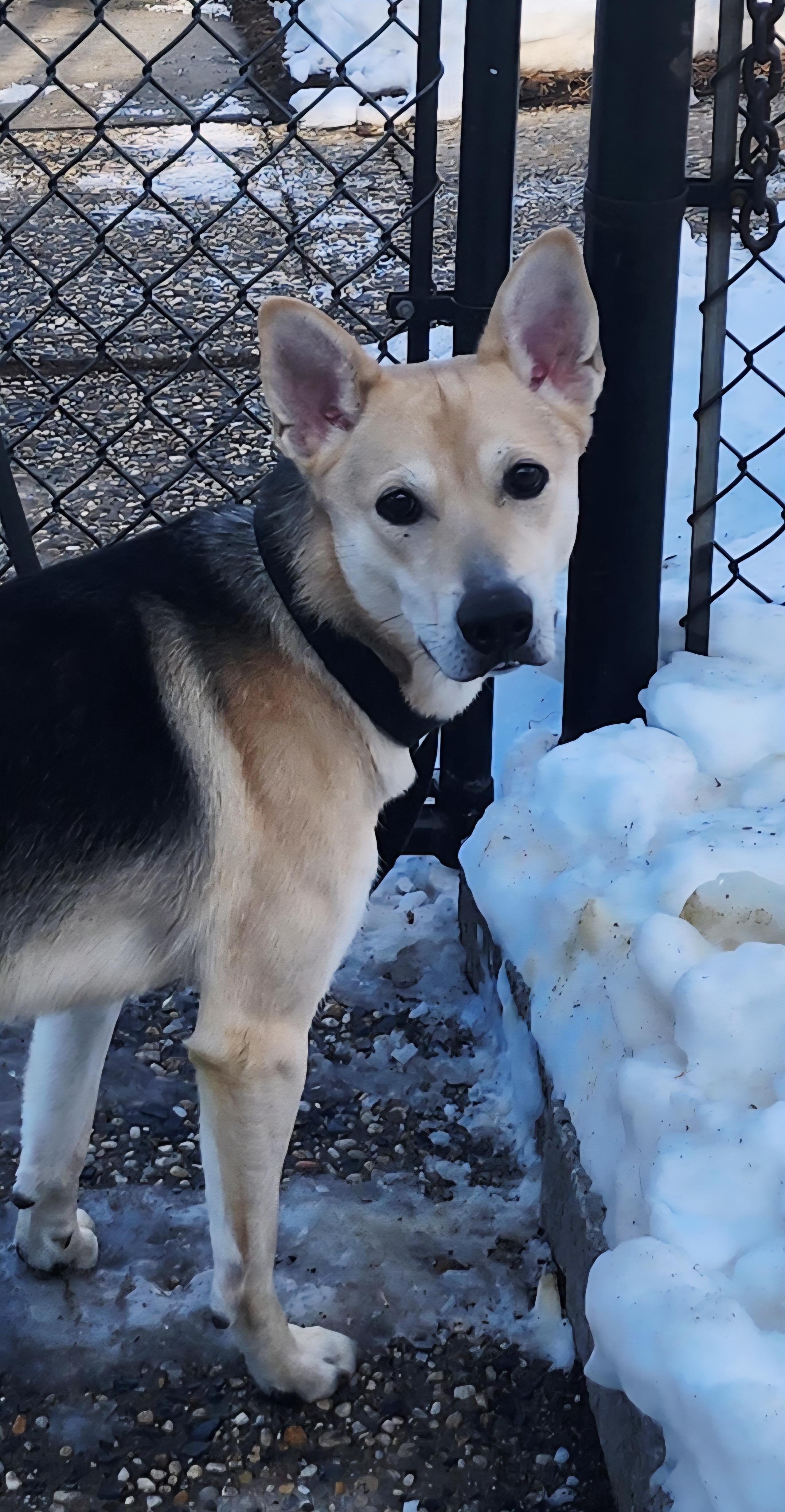 Timber, a ADOPTABLE mixed breed in Perth Amboy, NJ image 4/4