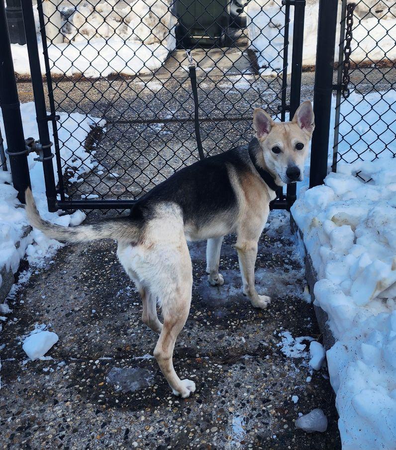 Timber, a ADOPTABLE mixed breed in Perth Amboy, NJ image 3/4