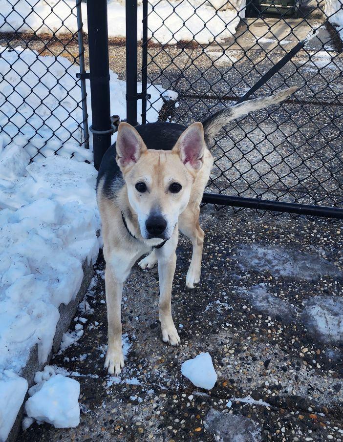 Timber, a ADOPTABLE mixed breed in Perth Amboy, NJ image 2/4