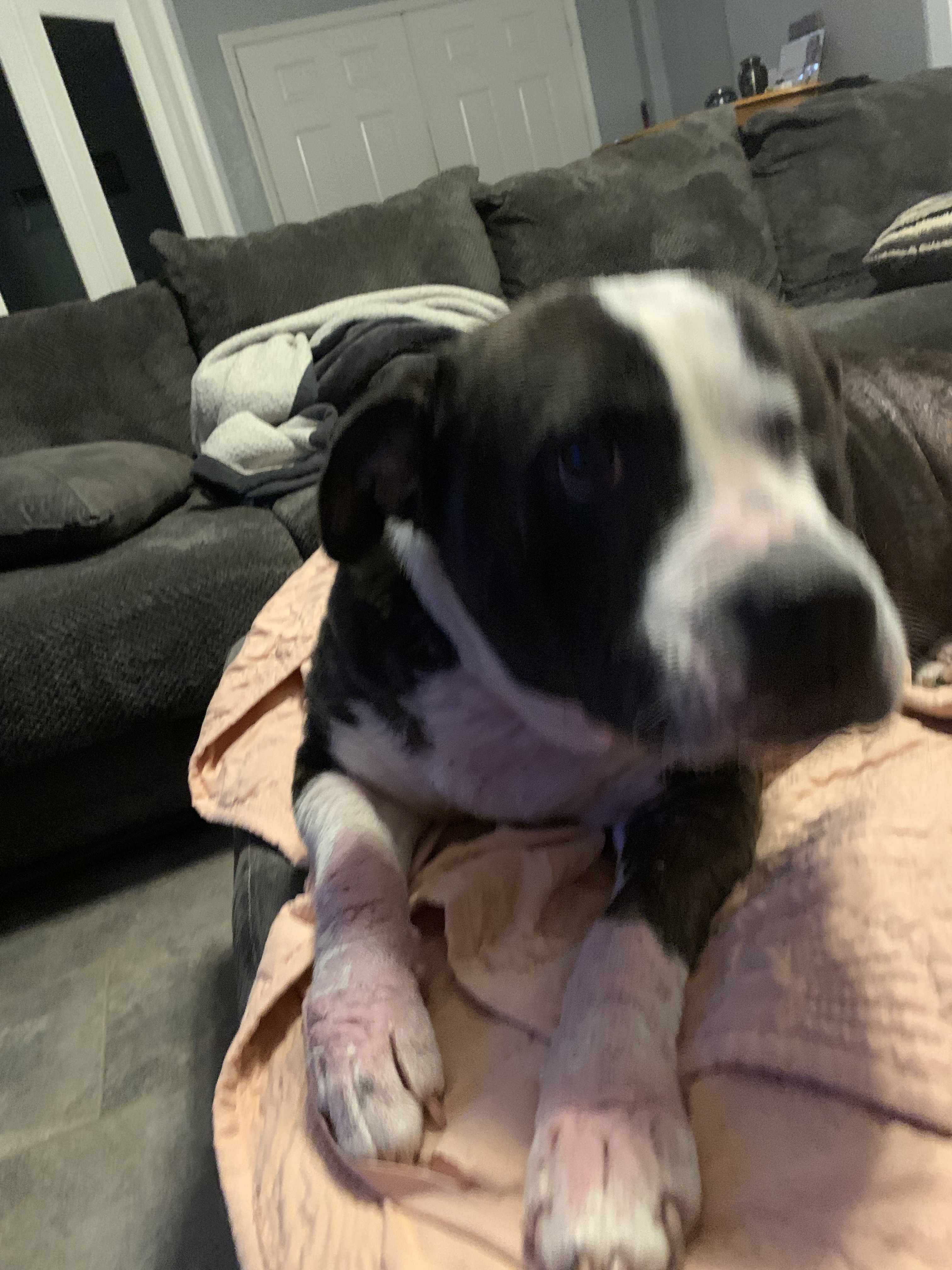 Myra, a Adoptable mixed breed in Brooksville, FL image 1/2