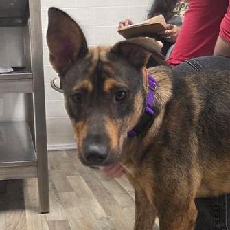 Alana 22555, Adoptable, Adult Female Shepherd & Mixed Breed.