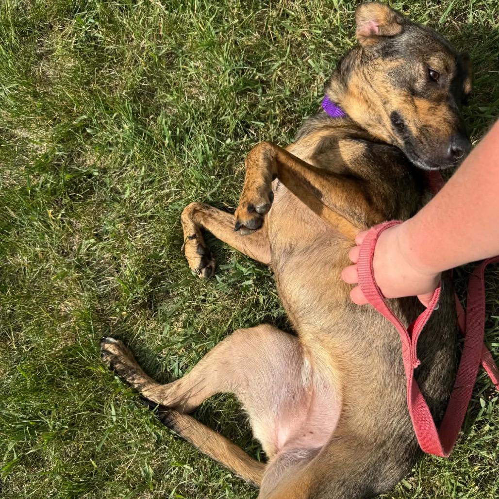 Enlarge Alana 22555, a Adoptable mixed breed in Minneapolis, MN image 2/6