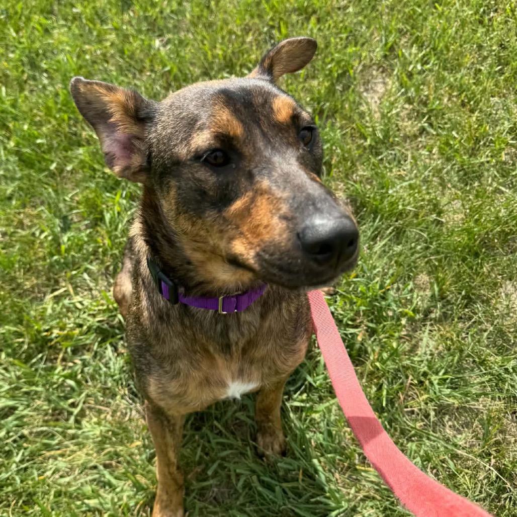 Enlarge Alana 22555, a Adoptable mixed breed in Minneapolis, MN image 3/6