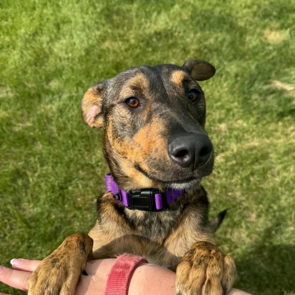Enlarge Alana 22555, a Adoptable mixed breed in Minneapolis, MN image 5/6