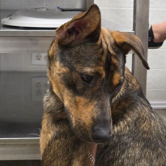 Enlarge Alana 22555, a Adoptable mixed breed in Minneapolis, MN image 6/6