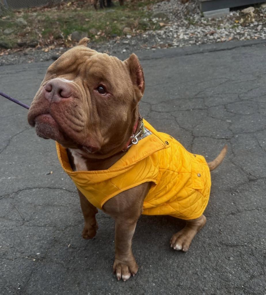 Jasper, Adoptable, Adult Male Terrier.
