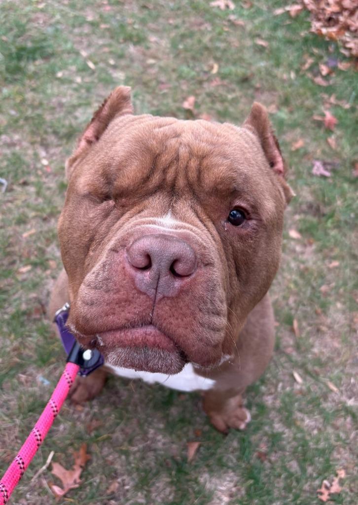 Jasper, a Adoptable mixed breed in Pomona, NY image 2/4