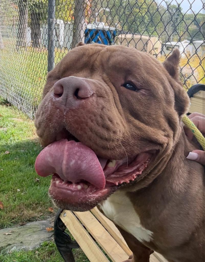 Jasper, a Adoptable mixed breed in Pomona, NY image 3/4