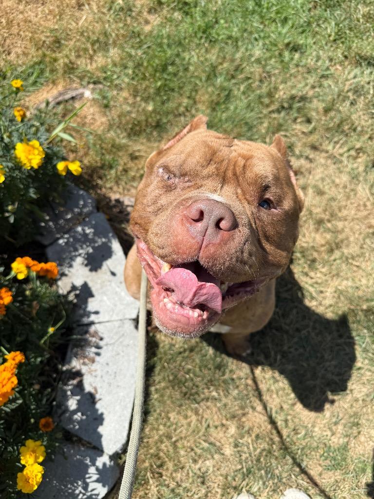 Jasper, a Adoptable mixed breed in Pomona, NY image 4/4