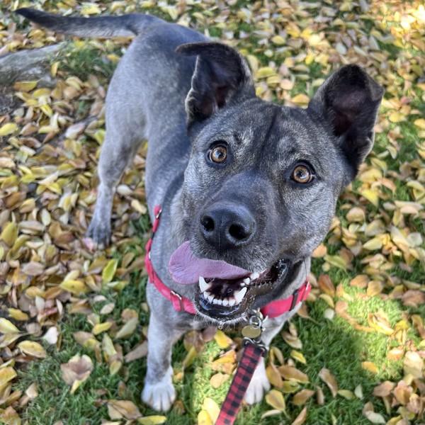 Enlarge Sky, a Adoptable mixed breed in Dublin, CA image 1/6