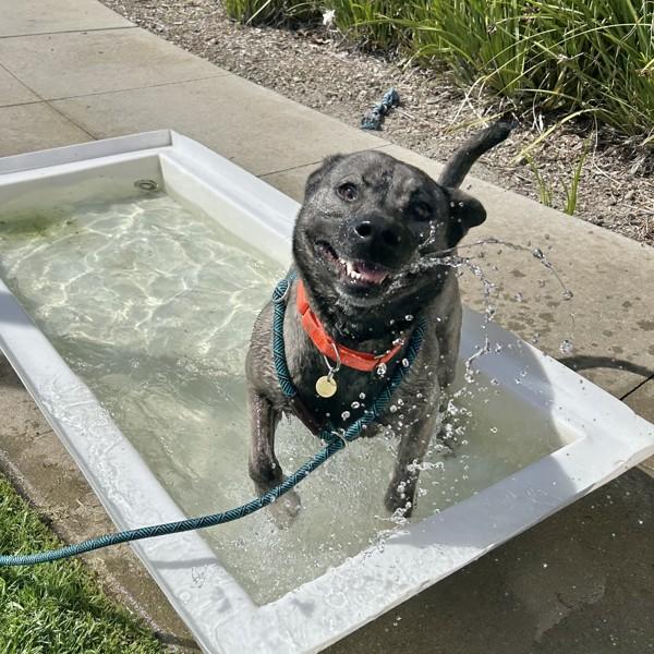 Enlarge Sky, a Adoptable mixed breed in Dublin, CA image 2/6