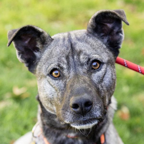 Enlarge Sky, a Adoptable mixed breed in Dublin, CA image 3/6