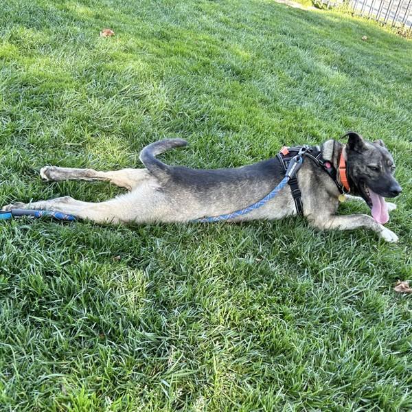 Enlarge Sky, a Adoptable mixed breed in Dublin, CA image 4/6