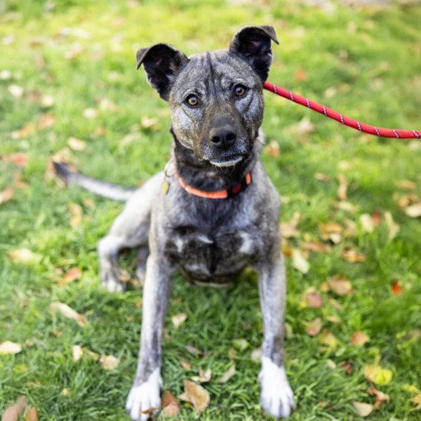 Enlarge Sky, a Adoptable mixed breed in Dublin, CA image 5/6