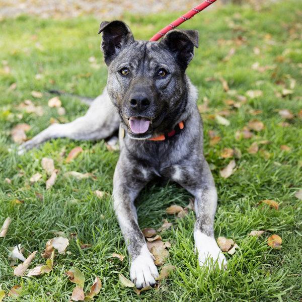 Enlarge Sky, a Adoptable mixed breed in Dublin, CA image 6/6