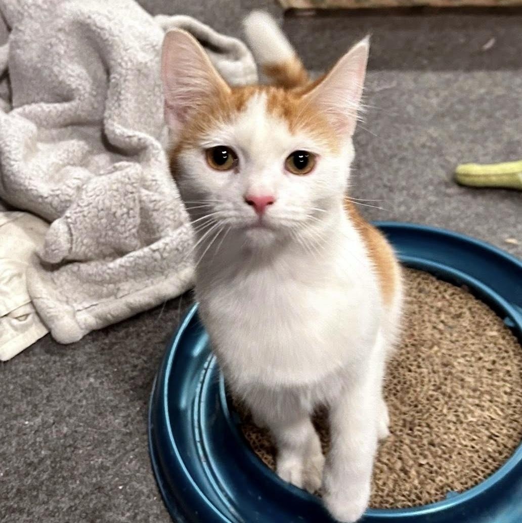 Enlarge Betty Boop, a ADOPTABLE Domestic Short Hair in Pittsburgh, PA image 1/4