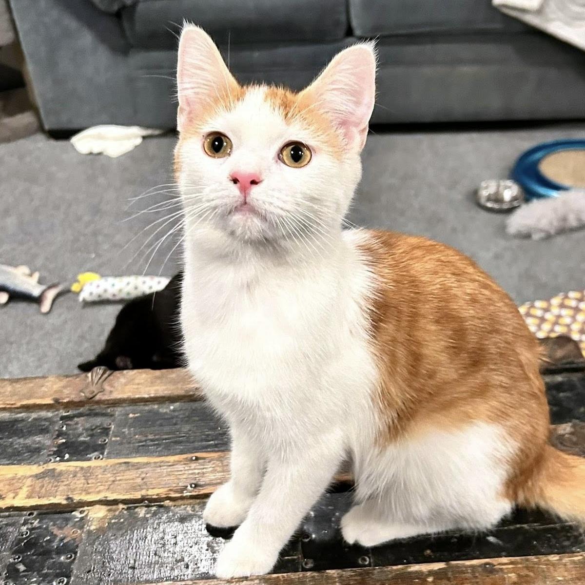 Enlarge Betty Boop, a ADOPTABLE Domestic Short Hair in Pittsburgh, PA image 3/4