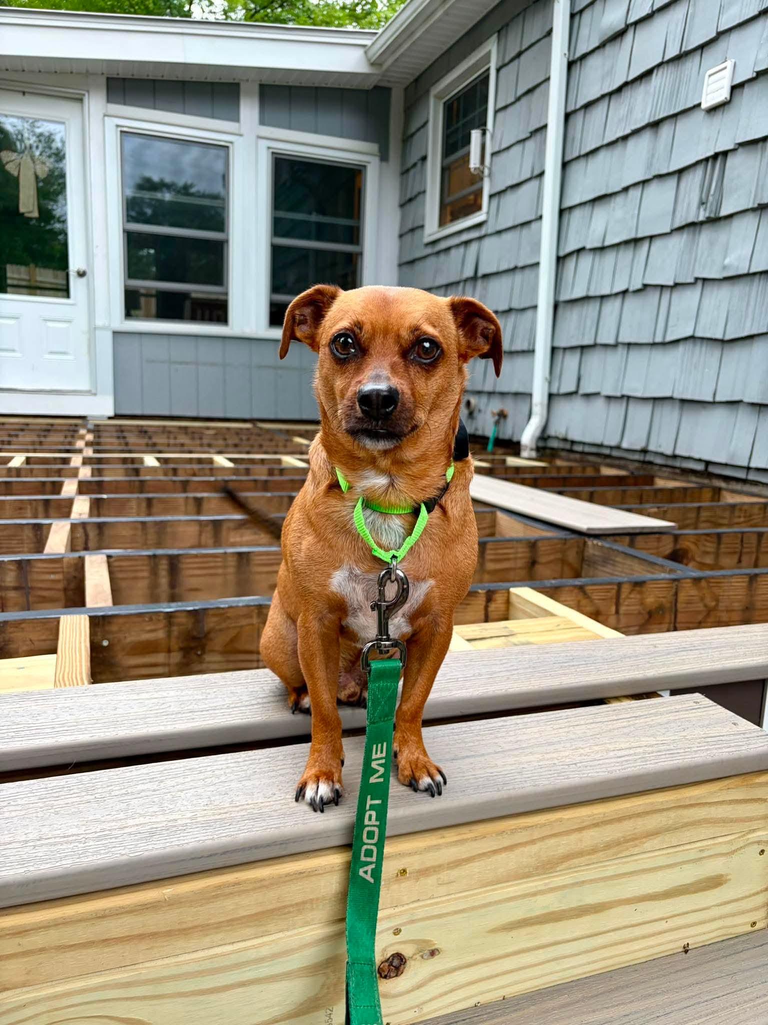 Enlarge Buddy, an adopted mixed breed in Argyle, NY image 1/6