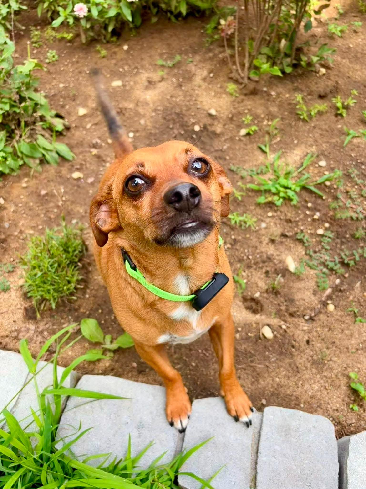 Enlarge Buddy, an adopted mixed breed in Argyle, NY image 3/6