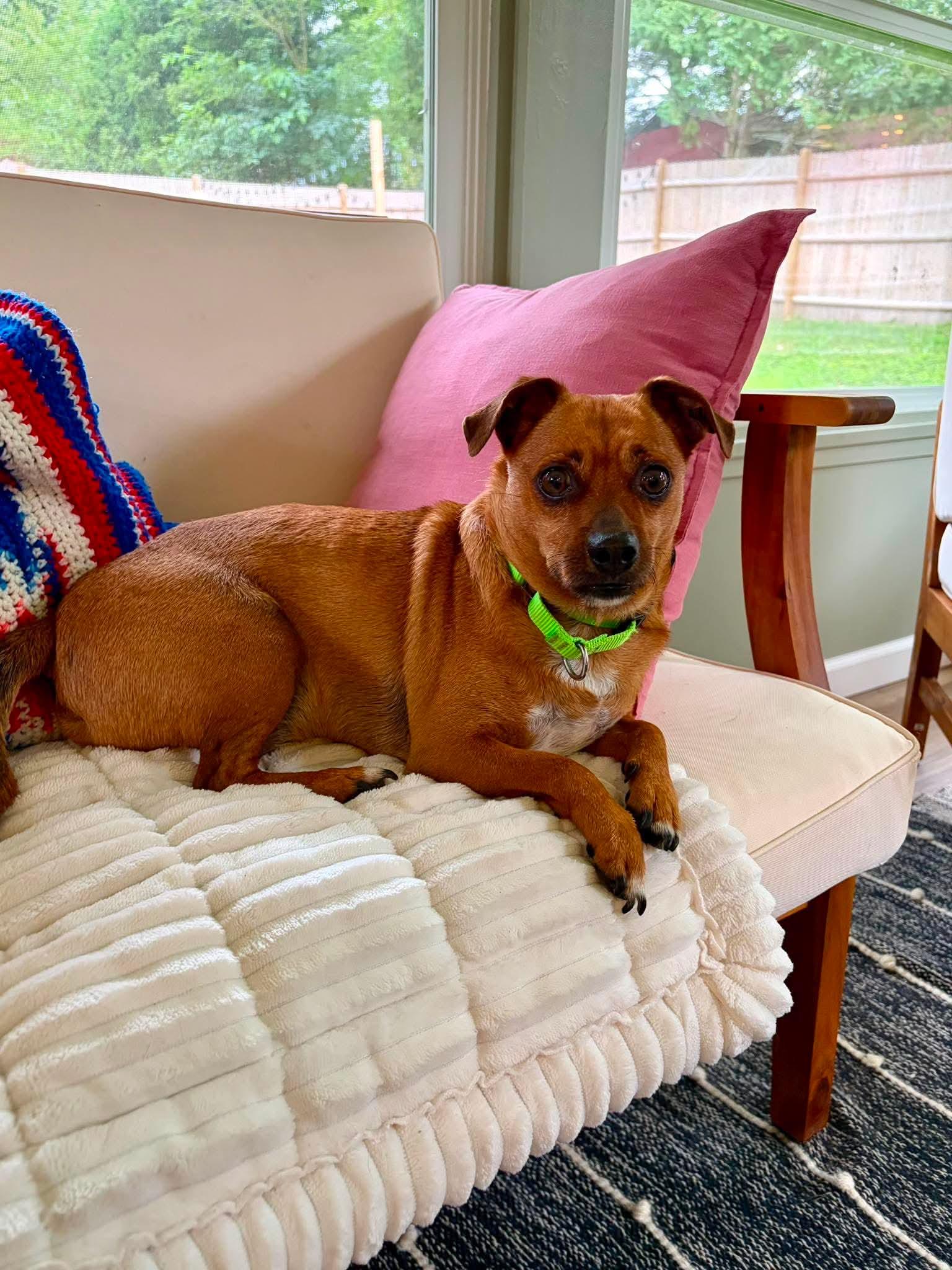 Enlarge Buddy, an adopted mixed breed in Argyle, NY image 5/6