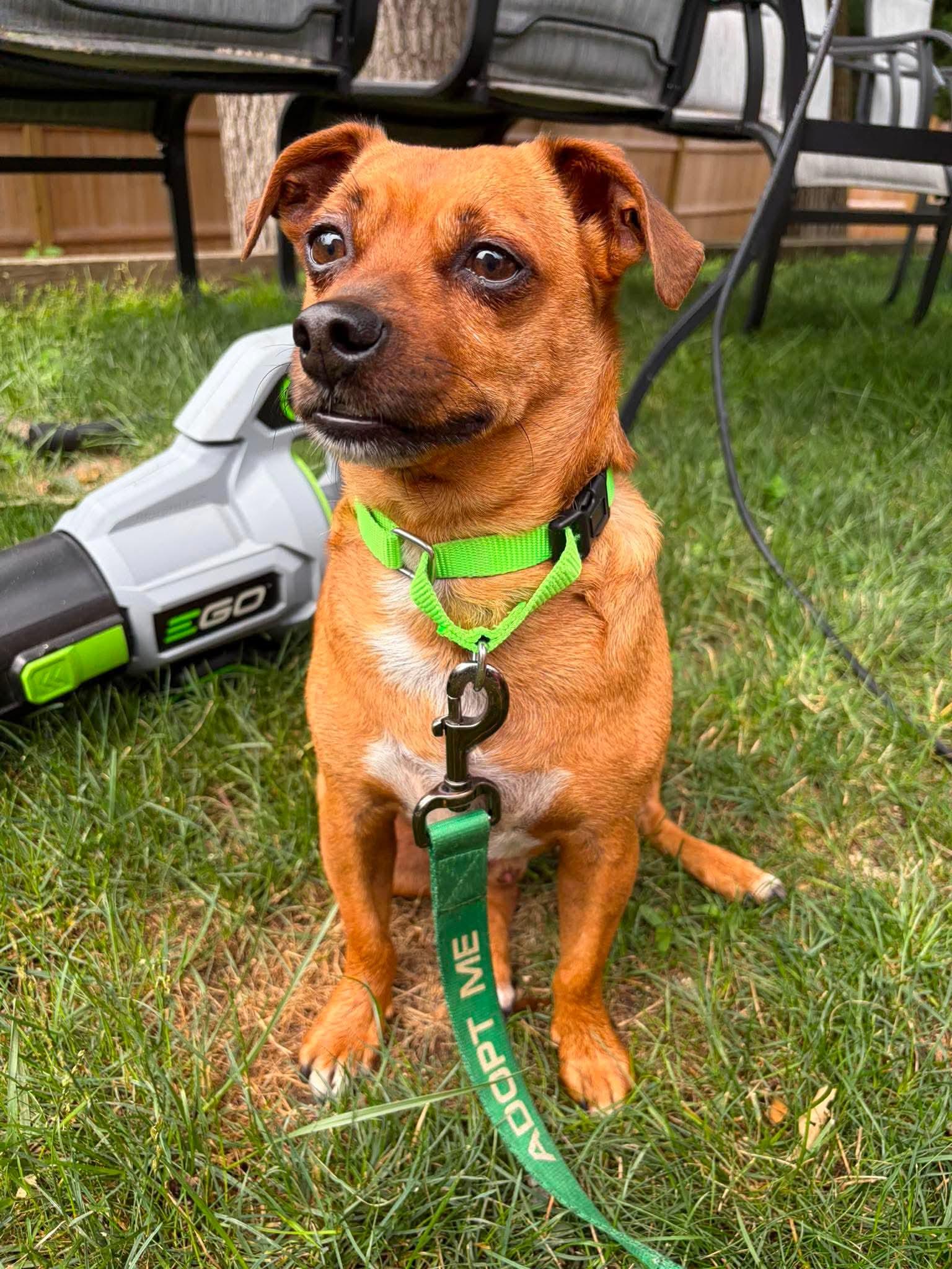 Enlarge Buddy, an adopted mixed breed in Argyle, NY image 4/6