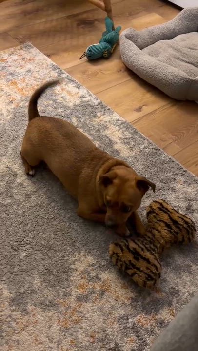 Enlarge Buddy, an adopted mixed breed in Argyle, NY video 6/6