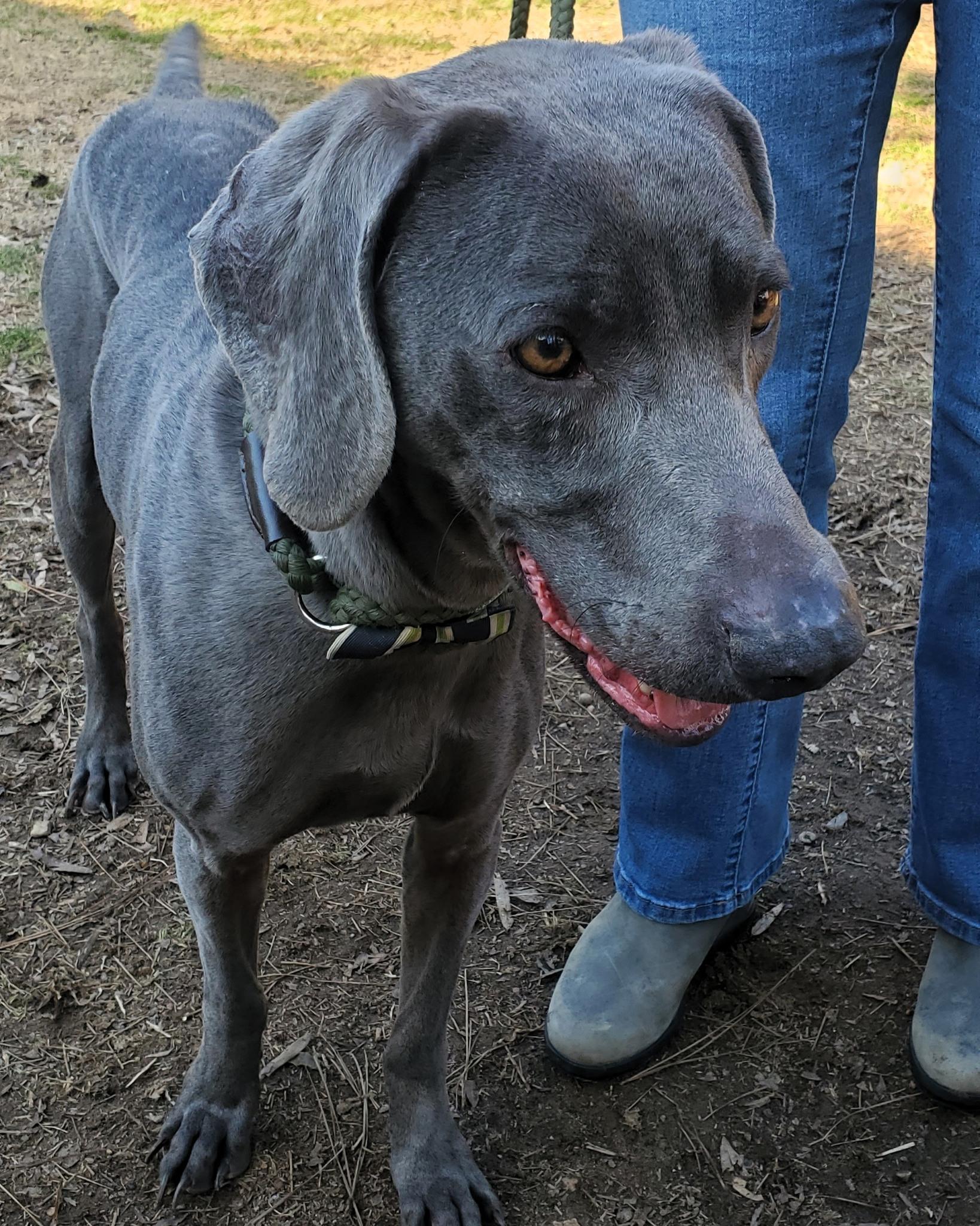Nollie, Adoptable, Adult Female Weimaraner.