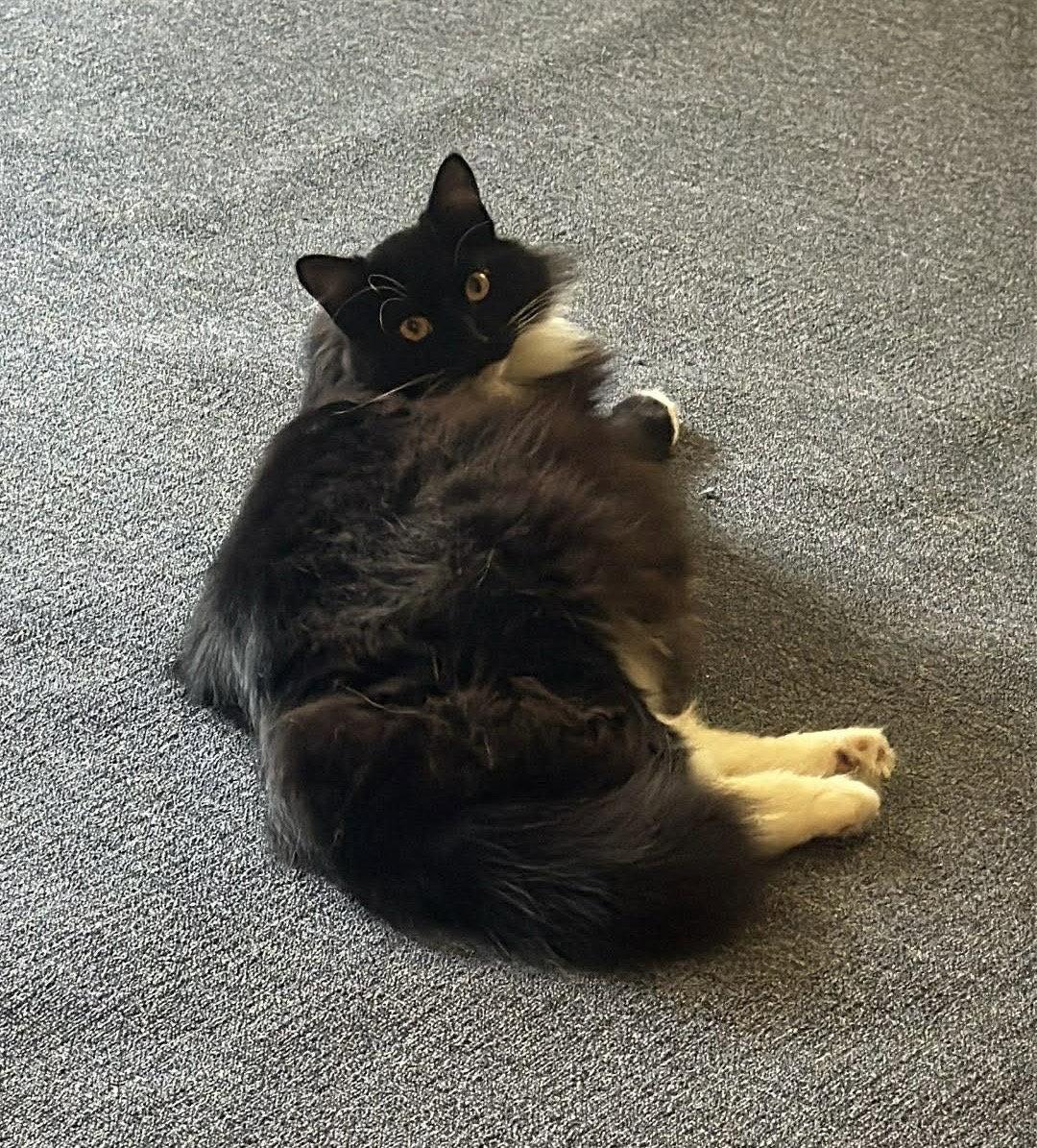 Alicia, Adoptable, Young Female Domestic Medium Hair & Tuxedo.