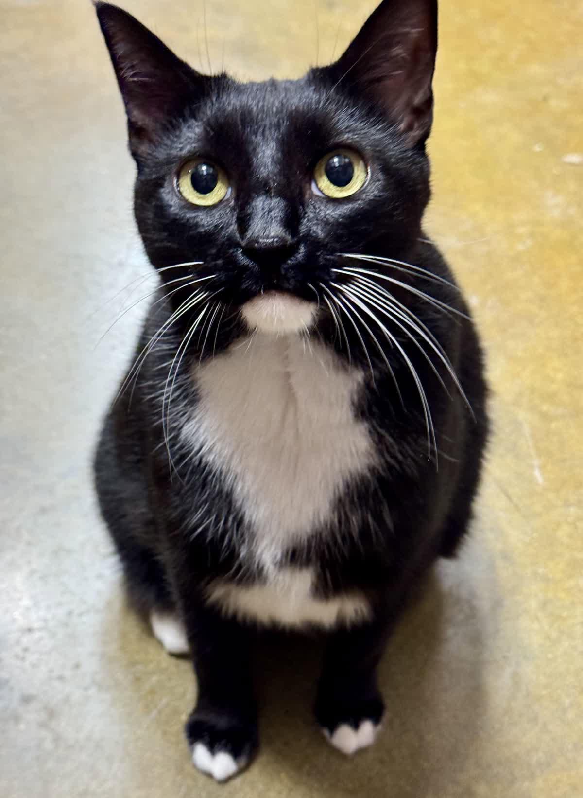 Enlarge Alicia, a Adoptable mixed breed in Oxford, MS image 3/3