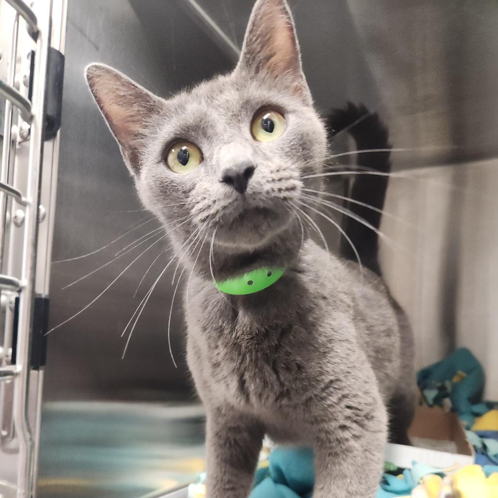 Vixen, Adoptable, Adult Female Domestic Short Hair.