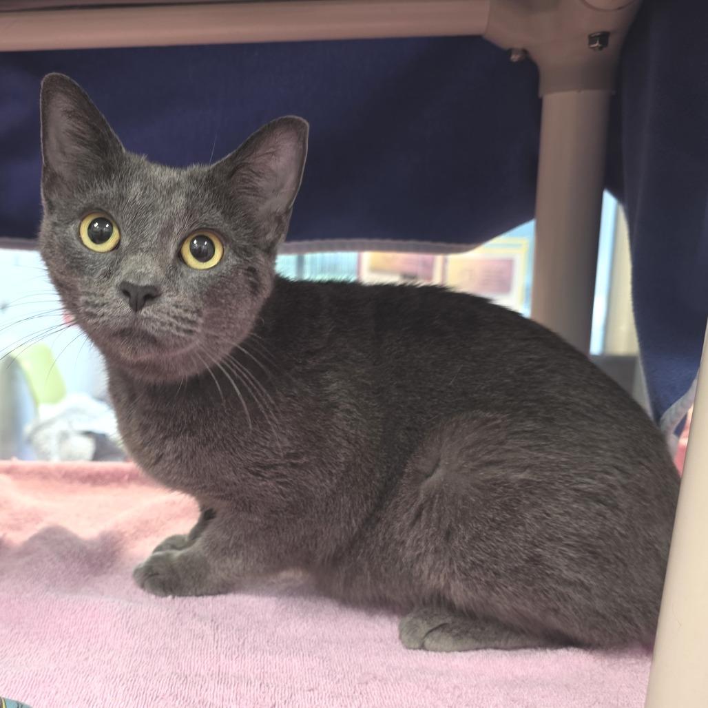 Vixen, a Adoptable Domestic Short Hair in Fort Wayne, IN image 2/4