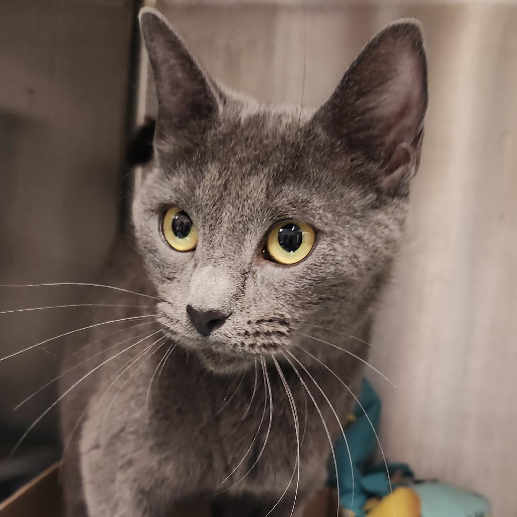 Vixen, a Adoptable Domestic Short Hair in Fort Wayne, IN image 3/4