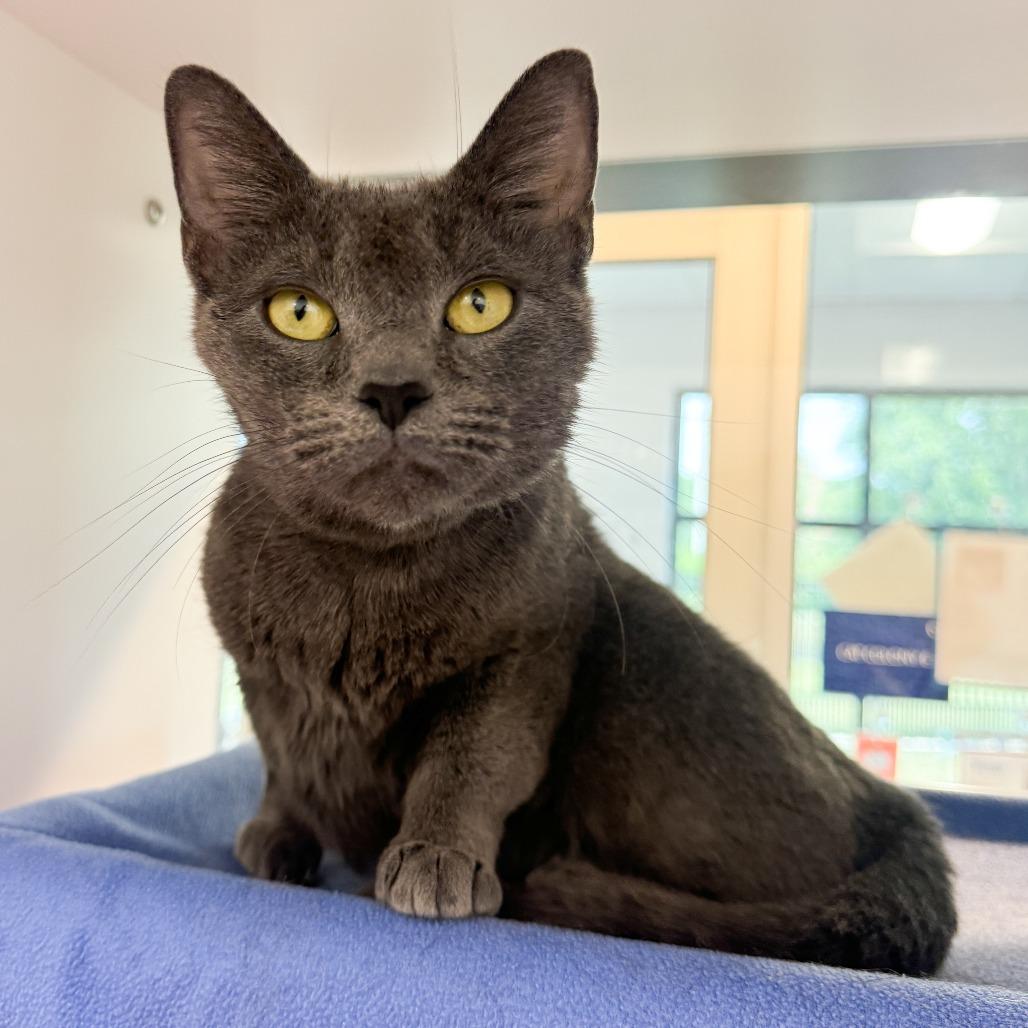 Vixen, a Adoptable Domestic Short Hair in Fort Wayne, IN image 4/4