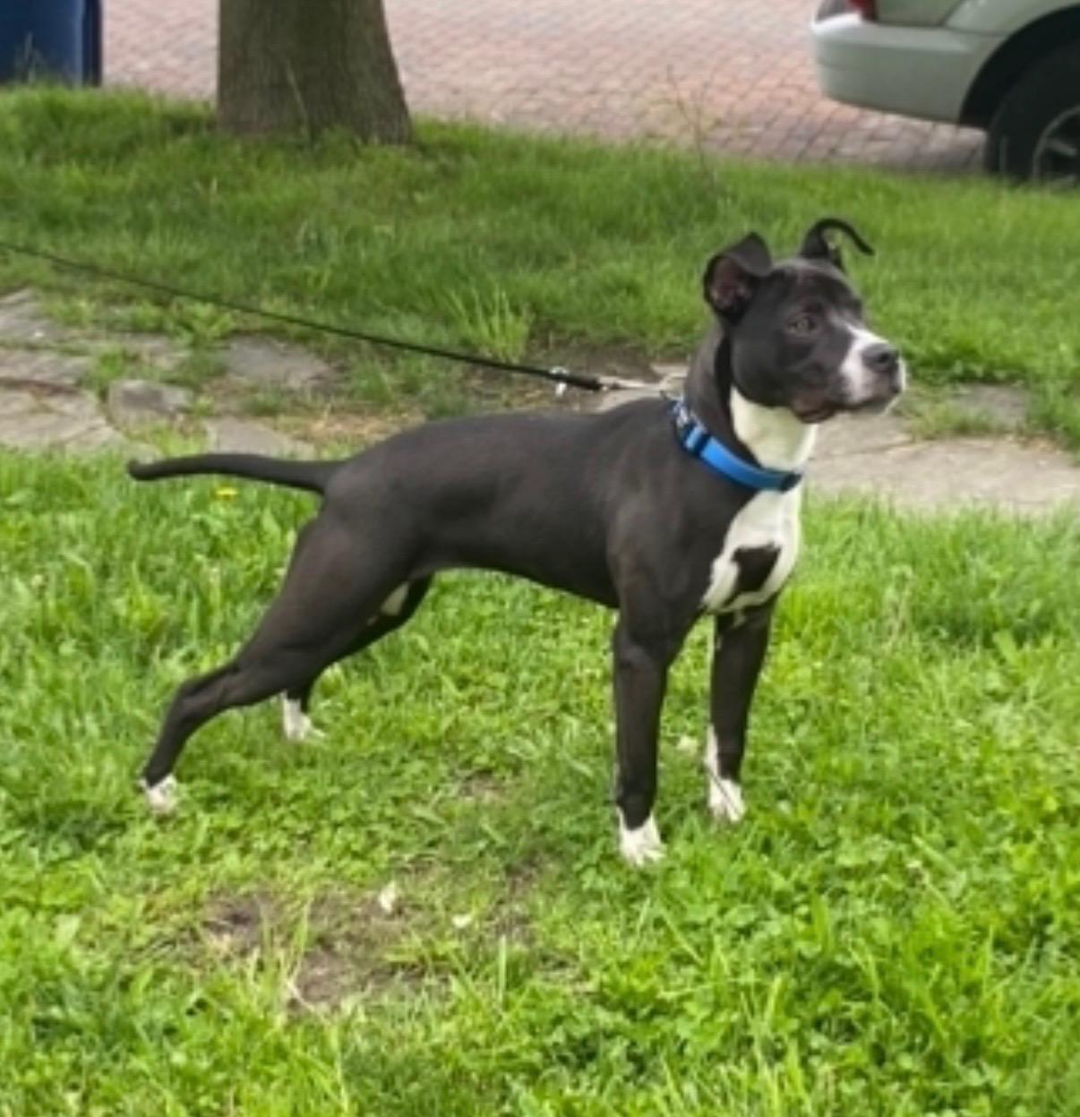 Enlarge Ichi- Courtesy Post, a ADOPTABLE mixed breed in Maumee, OH image 3/5